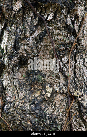 Poison Ivy Vine auf Abschnitt der Ahorn-Baum-Stamm Stockfoto