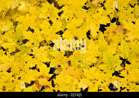 Gelbe Herbst Ahorn Blätter am Baum Stockfoto