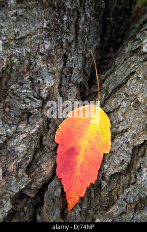 Rotes Ahornblatt auf Baumstamm mit Herbst Farbe Stockfoto