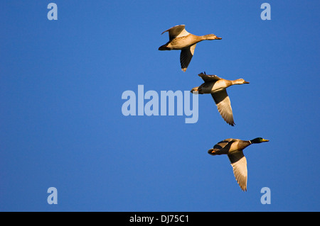 Eine männliche und zwei weibliche Stockenten vor einem tiefblauen Himmel fliegen Stockfoto