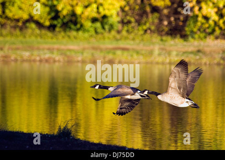 Paar von Kanadagänse fliegen über dem Teich im späten Nachmittag Licht Stockfoto