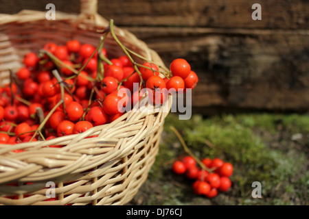 reife Trauben von Vogelbeeren in einem Weidenkorb Stockfoto