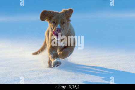 Nova Scotia Duck Tolling Retriever Welpe läuft auf Kamera im Schnee Stockfoto