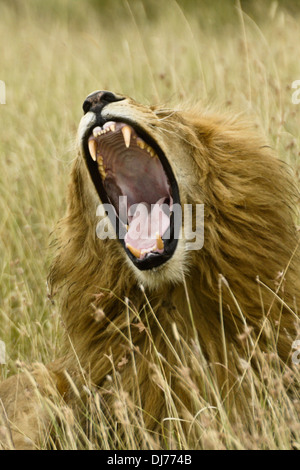 Männlicher Löwe, Gähnen, Masai Mara, Kenia Stockfoto