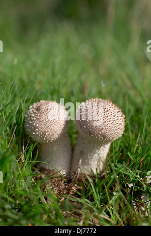 Gemeinsamen Puffball; Lycoperdon Perlatum; Herbst; UK Stockfoto