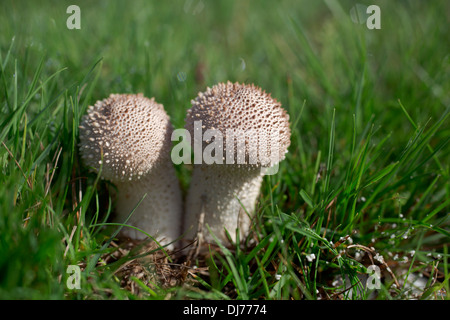 Gemeinsamen Puffball; Lycoperdon Perlatum; Herbst; UK Stockfoto