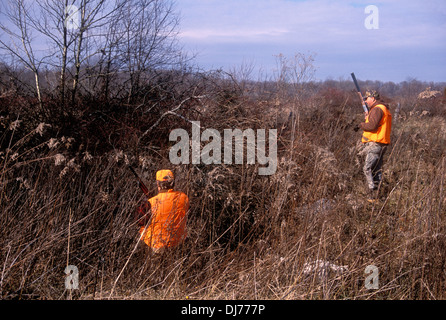 Hochland Vogel Jäger im gonna bündig Vögel in Graben in Indiana Stockfoto