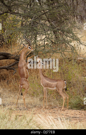 Männliche und weibliche Gerenuks Fütterung auf Akazien, Samburu, Kenia Stockfoto