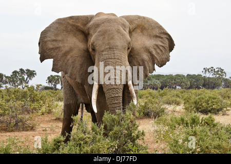 Elefantenbulle mit High Water Mark auf Beinen aus Kreuzung Fluß, Samburu, Kenia Stockfoto