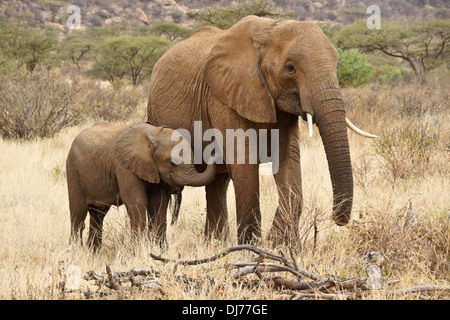 Elefantendame mit Kalb, Samburu, Kenia Stockfoto