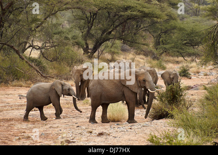 Herde von Elefanten im trockenen Flussbett, Samburu, Kenia Stockfoto