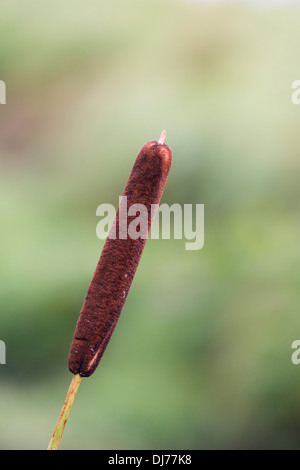 Größere Reedmace; Typha Latifolia; UK Stockfoto