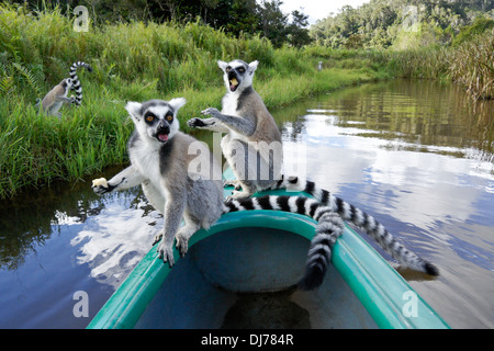 Kattas Bananen essen, am Bogen des Kanu, Lemuren-Insel, Vakona Forest Lodge, Andasibe (Perinet), Madagaskar Stockfoto
