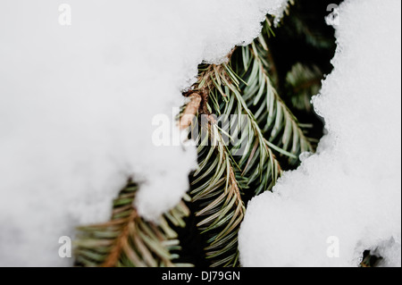 Ein toter Fraser Fir Weihnachten Ast und Laub mit Schnee bedeckt Stockfoto