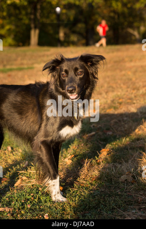 Border-Collie Mischling außerhalb Stockfoto