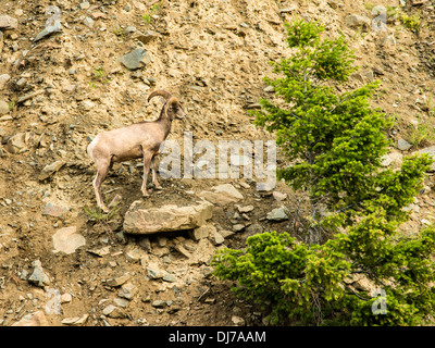 Dickhornschafe klettern Berg nach Weiden auf mineralischen Reich Kies Straßenrand in der Nähe von Erdbeben-See, Montana Stockfoto