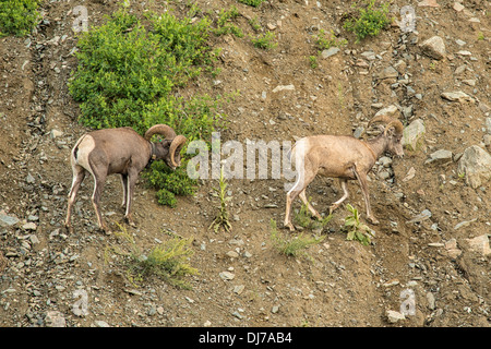 Dickhornschafe klettern Berg nach Weiden auf mineralischen Reich Kies Straßenrand in der Nähe von Erdbeben-See, Montana Stockfoto