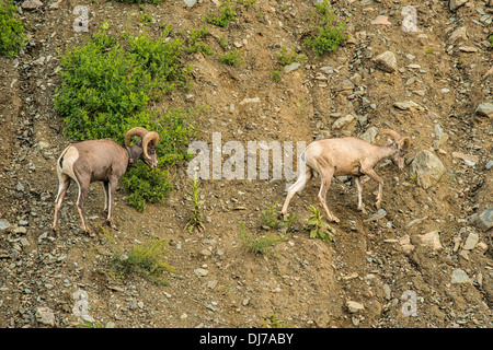 Dickhornschafe klettern Berg nach Weiden auf mineralischen Reich Kies Straßenrand in der Nähe von Erdbeben-See, Montana Stockfoto