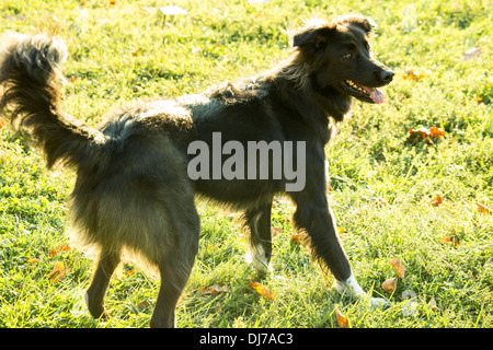 Border-Collie Mischling außerhalb Stockfoto