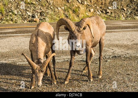 Bighorn Schafe in der Nähe von Yellowstone-Nationalpark besuchen Wegrändern zu mineralischen beladenen Kies im Sommer essen Stockfoto