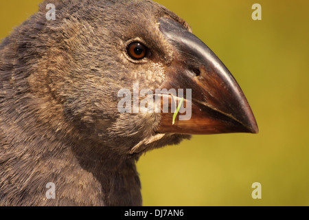 Ein Porträt von einer juvenilen Takahe auf Kapiti Island in Neuseeland. Stockfoto