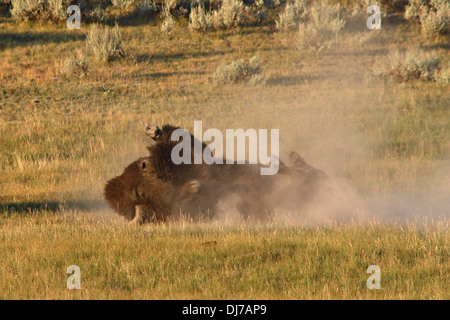 Eine amerikanische Bisons wälzen in einem Staub-Bad. Stockfoto
