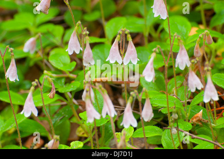 Twin-Blume, Mt Robson Provincial Park, Britisch-Kolumbien, Kanada Stockfoto