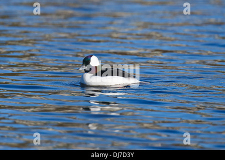 Eine einzelne männliche Bufflehead Ente schwimmen an einem sonnigen Tag. Stockfoto