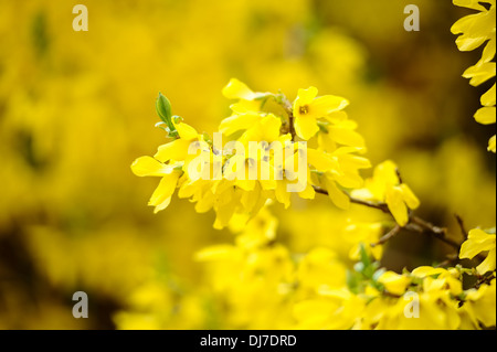 Gelbe Blüten der Forsythien Busch Stockfoto