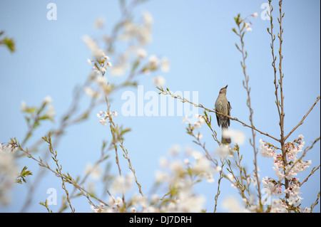 ein Vogel auf einem Zweig der Kirschbaum Stockfoto