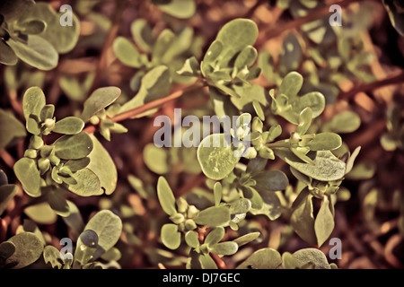 Gemeinsamen Portulak Portulaca oleracea Stockfoto