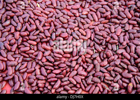 rote Bohnen im Garten in Thailand. Hintergrund Stockfoto