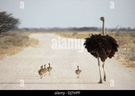 Weibliche Strauß und ihre Küken zu Fuß durch Etosha Nationalpark in Namibia Stockfoto