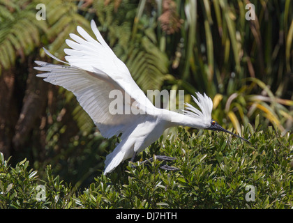 Königliche Löffler Platalea Regia Gould, 1838 Stockfoto