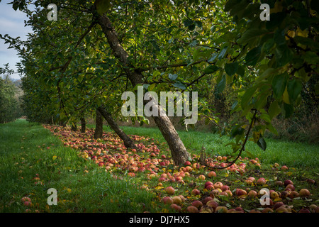 Mostäpfel im herbstlichen Sonnenlicht in Somerset, England, Thatchers Cider, North Somerset Stockfoto