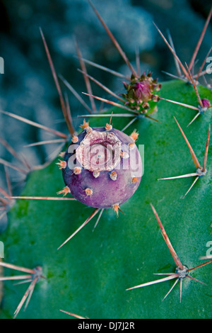 Ohren-Kaktus, Opuntia Microdasys, Indien Stockfoto