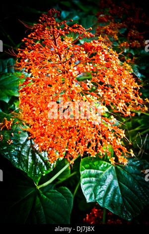 Pagode Blume, Clerodendrum Paniculatum, Familie: Verbenaceae (Verbena-Familie) Stockfoto