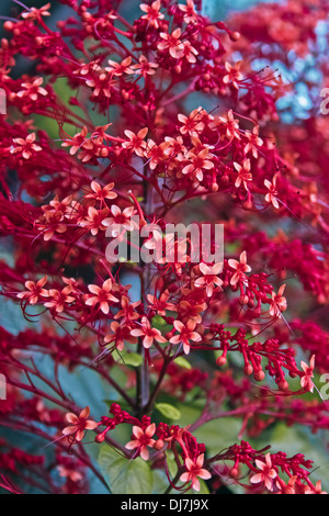 Pagode Blume, Clerodendrum Paniculatum, Familie: Verbenaceae (Verbena-Familie) Stockfoto