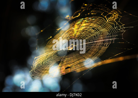 im Herbst Web mit einer Spinne glänzt in Sonnenstrahlen Stockfoto