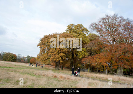 Samstag Nachmittag im Herbst Spaziergang im Richmond Park in London Stockfoto