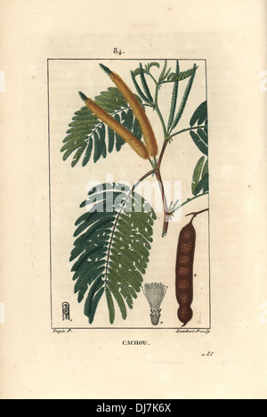 Catechu oder Cutch, Acacia Catechu. Stockfoto