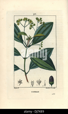 Zimtbaum Cinnamomum Verum. Stockfoto