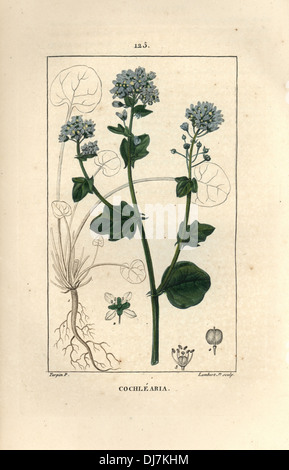 Gemeinsamen Scurvygrass, Cochlearia Officinalis. Stockfoto