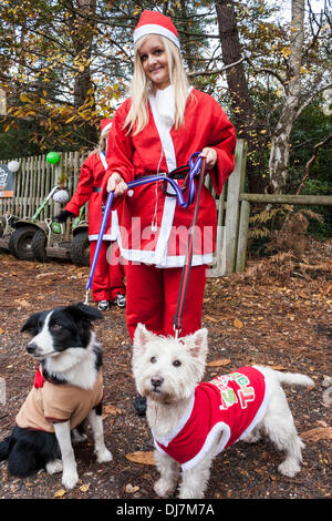 Hunderte von Benefizveranstaltungen gekleidet wie Weihnachtsmänner in der jährlichen "Santa Dash" um Geld für die Themse Hospiz Stiftung laufen. Phänomen Wald, Bracknell, Berkshire, England, GB, UK Stockfoto