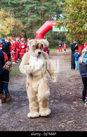 Hunderte von Benefizveranstaltungen gekleidet wie Weihnachtsmänner in der jährlichen "Santa Dash" um Geld für die Themse Hospiz Stiftung laufen. Phänomen Wald, Bracknell, Berkshire, England, GB, UK Stockfoto