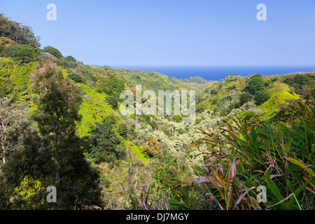 Bunten tropischen Regenwald auf der Straße nach Hana in Maui, Hawaii. Stockfoto