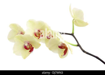 Zarte Beige Orchidee Zweig auf weiß Stockfoto