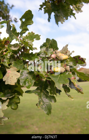 Eicheln und Blätter auf einem traditionellen englischen Eiche Sommer dreht sich im Herbst in Tettenhall, Wolverhampton Stockfoto