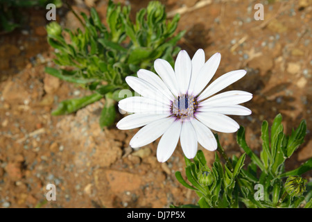 weiße Dimorphotheca Blume Stockfoto