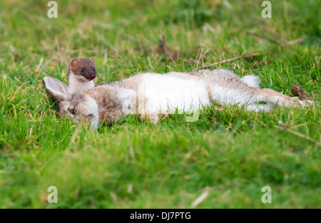 Hermelin Mustela Erminea mit frisch erlegten Hasen Stockfoto